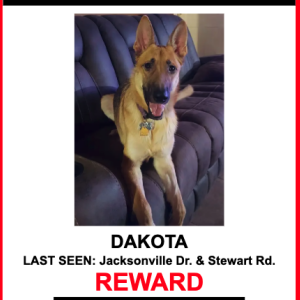 Image of Dakota, Lost Dog