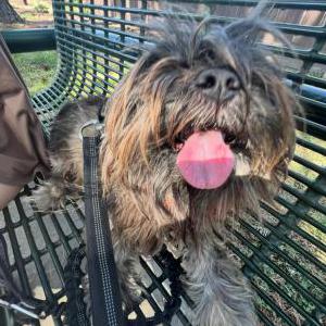 Image of Chapatin, Lost Dog