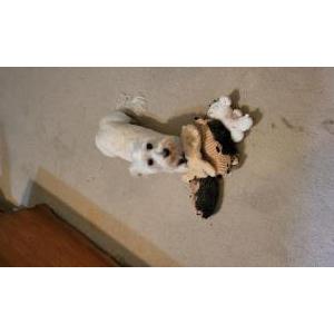 Image of Murphy, Lost Dog