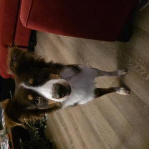 Image of Lucy, Lost Dog