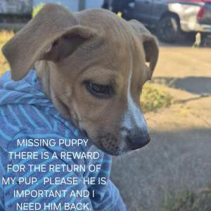 Image of Biscuit, Lost Dog