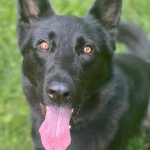Image of Zadie, Lost Dog