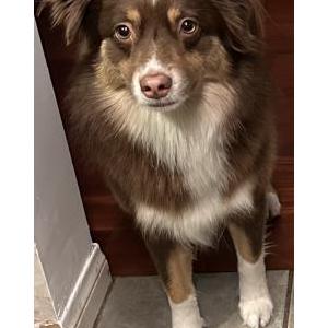 Image of Luna, Lost Dog