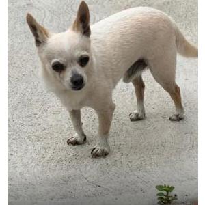 Image of Chiquilin, Lost Dog