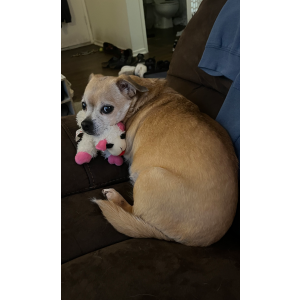 Image of Puddin, Lost Dog