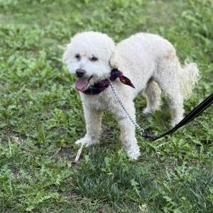 Found Dog Unknown