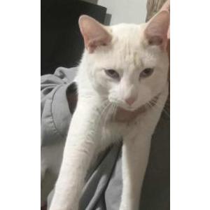 Image of Tailtails, Lost Cat