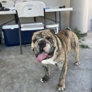 Image of Mikey, Lost Dog