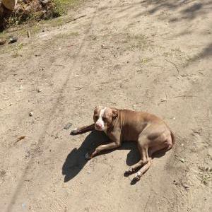 Image of Selena, Lost Dog