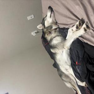 Image of Bailey, Lost Dog