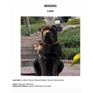 Lost Dog Luna