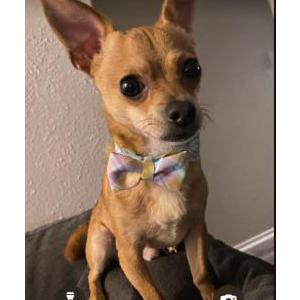 Image of Chicken Wing, Lost Dog