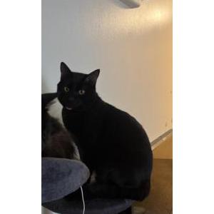 Image of Fat Boy, Lost Cat