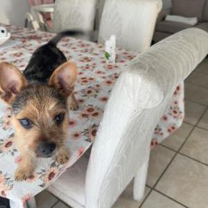 Image of Rocky, Lost Dog