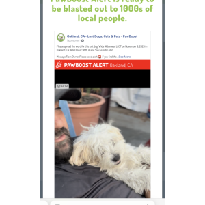 Image of Sultan, Lost Dog