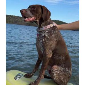 Image of LeeRoy, Lost Dog