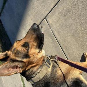 Image of Unknown, Found Dog