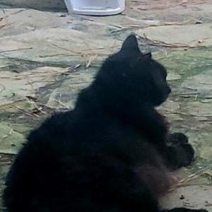 Image of Prince, Lost Cat