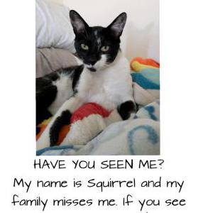 Image of Squirrel, Lost Cat