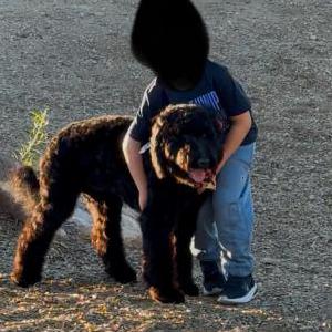 Image of Luka, Lost Dog