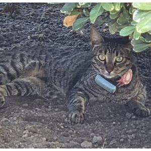 Image of Unknown, Found Cat