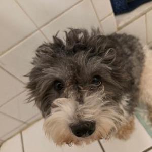 Image of Jakey, Lost Dog