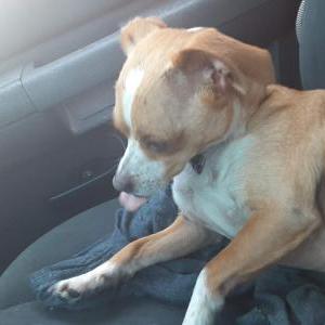 Image of princess, Lost Dog