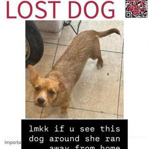 Image of Ana Bella, Lost Dog