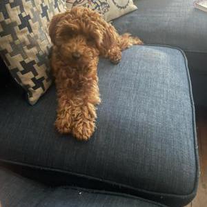 Image of Coa coa, Lost Dog