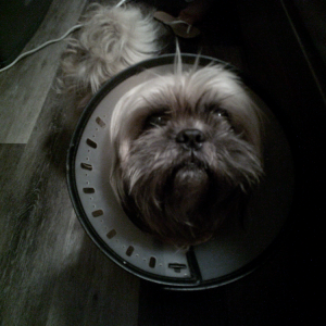 Image of simba, Lost Dog