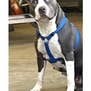 Image of Shylo, Lost Dog