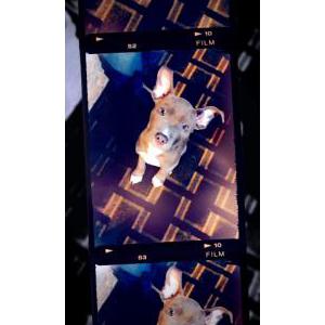 Image of Essay, Lost Dog