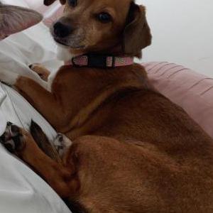 Image of Coco, Lost Dog