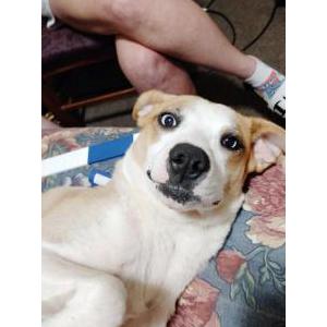 Image of Lil Girl, Lost Dog