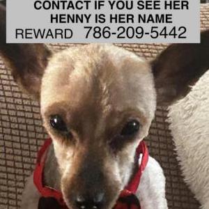 Image of Henny, Lost Dog