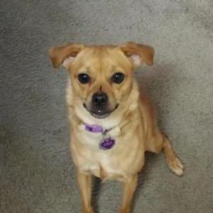 Image of Misty, Lost Dog