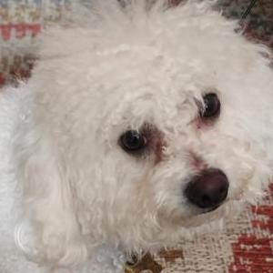 Image of Misha, Lost Dog