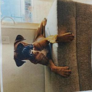 Image of Female boxer, Lost Dog