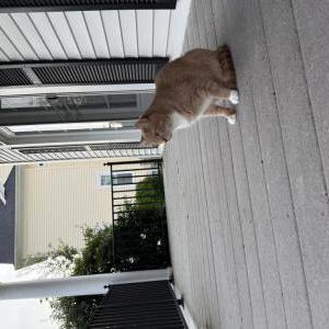 Image of Finn, Lost Cat