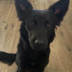 Image of Bear, Lost Dog