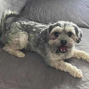 Image of Bruno, Lost Dog