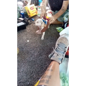 Image of Fatboy, Lost Dog