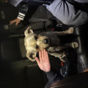 Image of Unknown, Found Dog