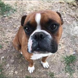 Image of Disel Vargas, Lost Dog