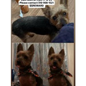 Image of Stormy, Lost Dog