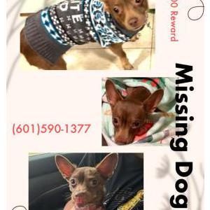 Image of Tinkerbell, Lost Dog