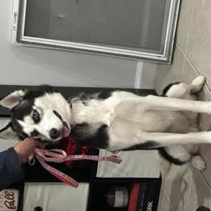 Image of Unknown, Found Dog