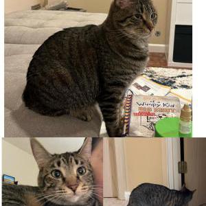 Image of Kataline (Katkat), Lost Cat