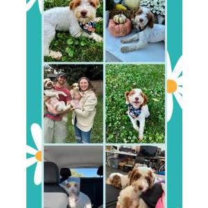 Image of Sadie, Lost Dog