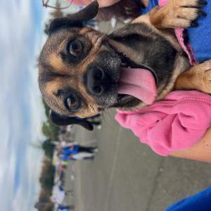 Image of Unknown, Found Dog